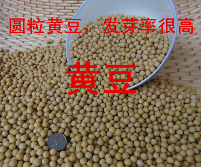 农家老魏黄豆磨豆浆豆秋黄豆发豆芽的黄豆|ruв категории зерно риса/север и Юг сухих грузов/приправы, метров/муки/зерновые, фасоль, соя - от Buy2taobao.com для оказания профессиональной услуги покупки агента Taobao
