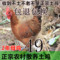 上下架计划:正宗放养土鸡 农家散养土母鸡 新鲜老母鸡 笨鸡 草鸡 乌鸡包邮