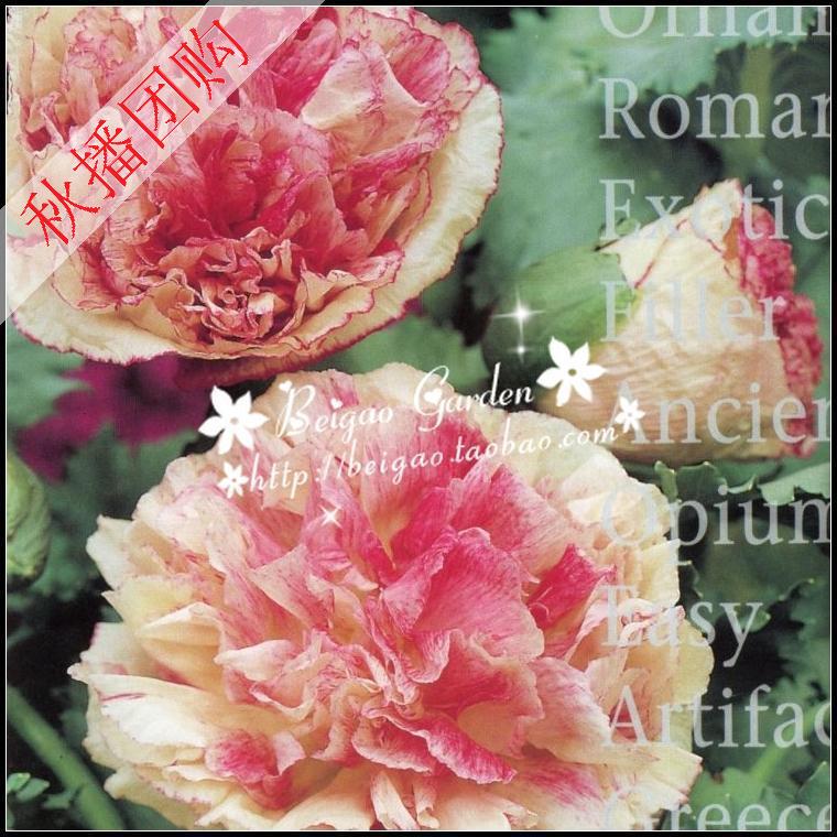 贝高园艺进口花卉种子*英国TM*虞美人*丽春花*古迹 10粒在类目 鲜花速递/花卉仿真/绿植园艺, 花卉/蔬果/草坪种子(新), 家庭园艺种子中 - 来自Buy2taobao.com提供专业的淘宝代购服务