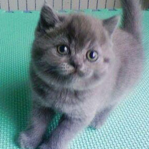 super adorable short high-quality pure british short blue cat