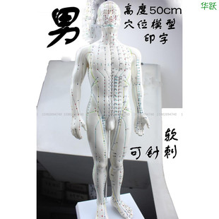 中医教学人体经络模型专业练习针灸，小人穴位模型男50cm人体软模特