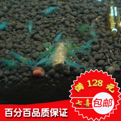 蓝丝绒虾,蓝丝绒米虾 蓝丝绒观赏虾,蓝丝绒虾活体在类目 宠物/宠物食品及用品, 水族世界, 虾中 - 来自Buy2taobao.com提供专业的淘宝代购服务