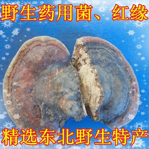 野生真菌红缘拟层孔菌 红缘多孔菌 红缘树舌 特产野生灵芝红带菌在类目 传统滋补营养品, 灵芝, 整枝灵芝中 - 来自Buy2taobao.com提供专业的淘宝代购服务