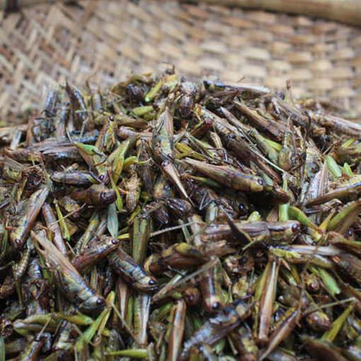 美食烘幹螞蚱稻蝗蟲野味飛蟲新鮮草蜢昆蟲食品500克2件包郵在類目 糧油米麪/南北乾貨/調味品, 南北乾貨/肉類乾貨, 乾貨/土特產, 其它中 - 來自Buy2taobao.com提供專業的淘寶代購服務