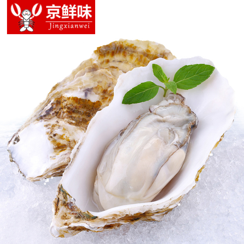 大连野生冷冻生蚝 刺身烧烤生蚝 海鲜水产牡蛎