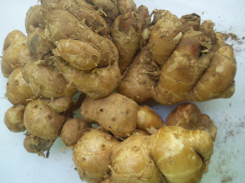 Guangxi Mountain Farm fresh Ginger ginger Ginger fresh flavoring Poached Burden 500 gramin the Aquatic meat/Fresh fruits and vegetables/Cooked , Fresh vegetables/Vegetable products , Fresh vegetables , Other category - from Buy2taobao.com to provide professional Taobao agent buy service