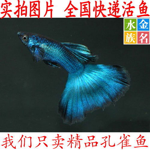 淡水观赏鱼 小型孔雀鱼活体纯种鱼 热带鱼凤尾鱼水族蓝眼胡子大帆