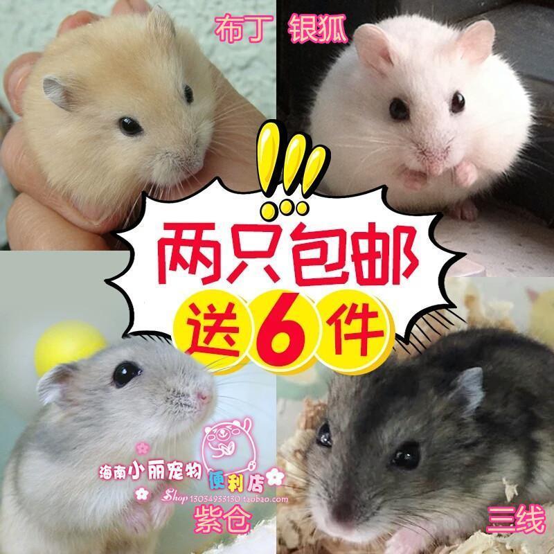 壹只價格【海南小麗實體店】三線類銀狐紫倉布丁三線,拍兩只包郵在類目 寵物/寵物食品及用品, 倉鼠類及其它小寵, 倉鼠中 - 來自Buy2taobao.com提供專業的淘寶代購服務
