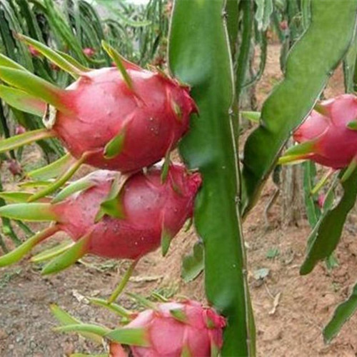 北方火龙果种植技术 火龙果的种植技术　在北方温室如何种植火龙果