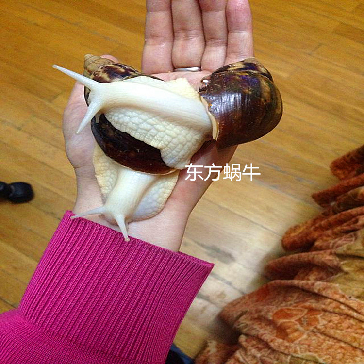 白玉蜗牛/宠物蜗牛活体/学生观察课专用蜗牛/美容蜗牛食用蜗牛|msdalam kategori haiwan peliharaan/makanan haiwan dan bekalan, haiwan kesayangan yang lain, haiwan kesayangan yang lain - dari Buy2taobao.com untuk memberikan perkhidmatan ejen Taobao profesional membeli