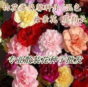 康乃馨种子 春秋冬易种植物观四季播小盆栽室内母亲花卉