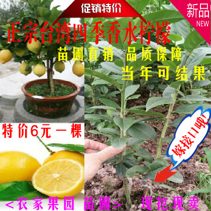 lemon Fruit tree seedlings courtyard Potted plant Fruit tree seedlings Perfume lemon lemon Four seasons Result North and South plantin the Flower delivery/Flowers simulation/Plants gardening , Garden Plants/Trees/Fruit tree, Fruit tree category - from Buy2taobao.com to provide professional Taobao agent buy service