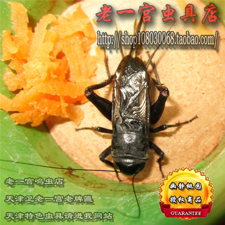 鸣虫葫芦其他爬虫活体之大翅黑色油葫芦2个爬虫在类目 宠物/宠物食品及用品, 爬虫/鸣虫及其用品, 爬虫/鸣虫用具中 - 来自Buy2taobao.com提供专业的淘宝代购服务