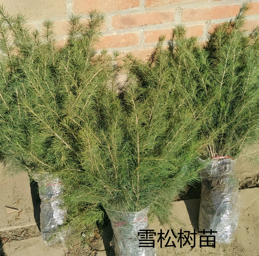 雪松小苗批发 绿化小苗雪松树苗 雪松苗基地直