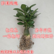 当年开花进口植物室内盆栽花卉绿植桌面沙漠玫瑰苗多肉植物