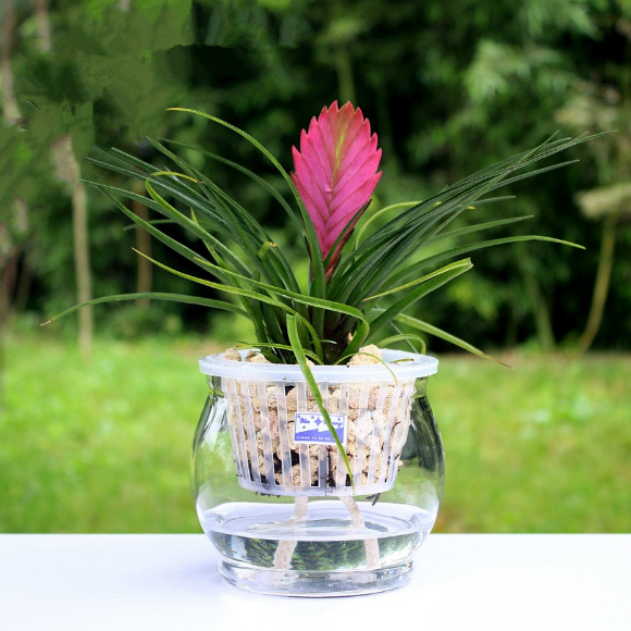 花千骨同款铁兰花 紫花凤梨 铁兰花盆栽办公桌