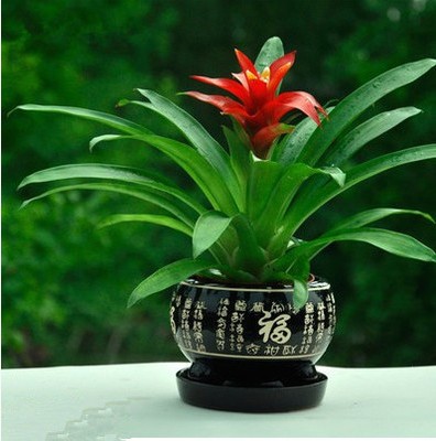 公益结缘乐博士陈年酵素妈妈引子万用滴10ML