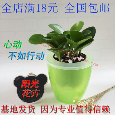 豆瓣绿办公室盆栽吸甲醛 净化空气绿色植物绿植电脑宝贝青叶碧玉