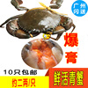 鲜活青蟹膏蟹进口印尼生猛，梭子蟹肉母蟹小海鲜，大螃蟹广东10只