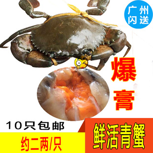 鲜活青蟹膏蟹进口印尼生猛梭子蟹肉母蟹小海鲜大螃蟹广东10只
