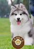 北京狗舍出售纯种血统阿拉斯加雪橇幼犬 灰色巨型宠物活体 可空运