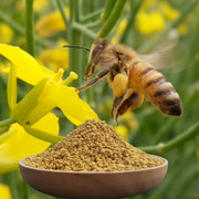 花粉天然食用油菜，花粉破壁花粉纯天然破壁食用美容