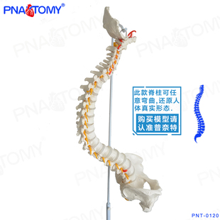 Pnatomy 人体脊柱模型人体1 1脊椎模型人体骨骼模型可弯曲