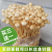 蘑菇女王金针菇家庭，养植阳台种植食用菌，菌包菌种蘑菇种子食用菌
