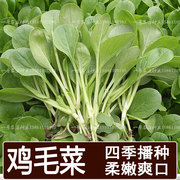 鸡毛菜种子四季小白菜种籽青菜油菜上海青阳台盆栽蔬菜孑春秋冬季