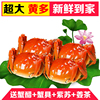 大闸蟹母蟹2.2-2.5两 鲜活螃蟹鲜活大闸蟹活蟹单只价格