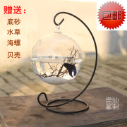 吊挂悬挂玻璃透明多肉植物鱼缸花瓶，小玻璃鱼缸，创意斗鱼缸迷你鱼缸