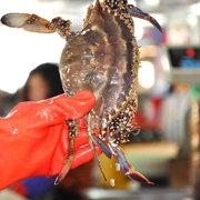 舟山宁波石浦野生鲜活梭子蟹，母蟹包蟹红膏蟹，有红膏2斤装4-5个