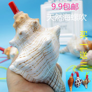 天然海螺口哨大海螺响螺号海螺贝壳工艺品，创意礼物儿童玩具螺吹