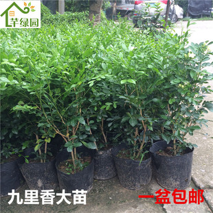 九里香盆栽苗浓香驱蚊植物盆景四季开花卉香百七十里香十里香绿化