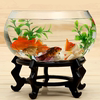 玻璃鱼缸圆形透明大号办公室，创意客厅裸缸桌面加厚玻璃，鼓缸金鱼缸(金鱼缸)