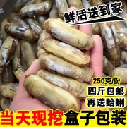 海鲜水产贝类鲜活蛏子新鲜蛏子野生双头蛏鲜活海蚬海贝连云港特产