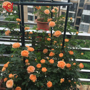 初见玫瑰阳台欧式绿植花架月季，铁线莲铁艺地面防锈室外花卉爬藤架