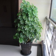 鸭脚木重庆花卉鹅掌柴植物，盆景办公室盆栽室内除甲醛净化空气绿植