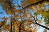 软膜天花专用 喷绘 写真高清UV吊顶灯箱图案膜素材仰望树林系列