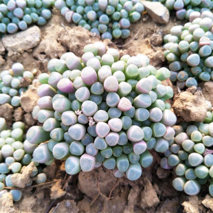 多肉植物五十铃玉大颗群生多头地栽露养多头防辐射净化空气趣味