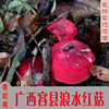 广西容县天然野生红菇孕妇月子，小红蘑菇红椎菌干货香菇250克