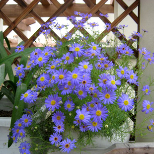 五色菊花种籽子四季易种易活阳台室内盆栽种子，花籽开花不断耐旱