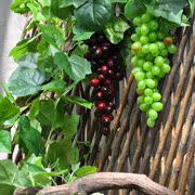 高档仿真葡萄藤条吊顶装饰假花藤蔓攀爬绿植塑料，水管道绿叶水果