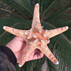 天然面包海星标本霸王海星 橱窗装饰道具拍摄 海螺贝壳工艺品礼物
