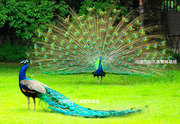 蓝孔雀崽花 孔雀活体 白孔雀 宠物鸟活体大型观赏鸟 包活