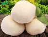 云野山珍新鲜猴头菇云南特产食用菇菌香蘑菇250克全店4份起卖
