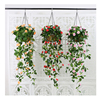 仿真花藤条壁挂假花塑料，花吊兰室内植物，挂墙装饰墙壁客厅垂吊吊篮