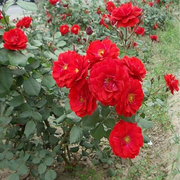庭院植物花卉苗木花卉阳台绿植红帽月季花朵浓密四季开花多蔷薇花