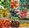 超甜圣女果种子千禧樱桃，黑番茄种籽西红柿，阳台盆栽水果蔬菜种孑苗