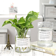 简约水培花瓶透明玻璃花盆创意，水养绿萝铜钱草植物直筒桌面插花瓶